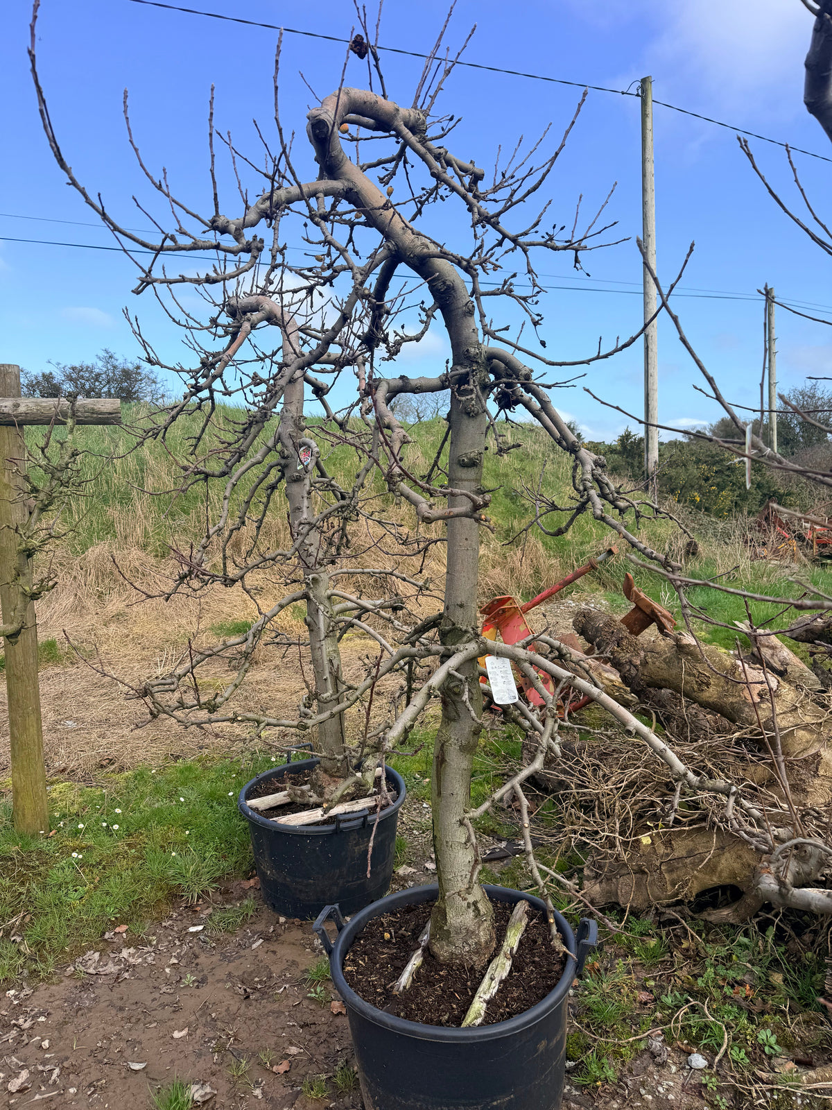 Malus domestica 'Elstar' - Eating Apple 'Elstar'