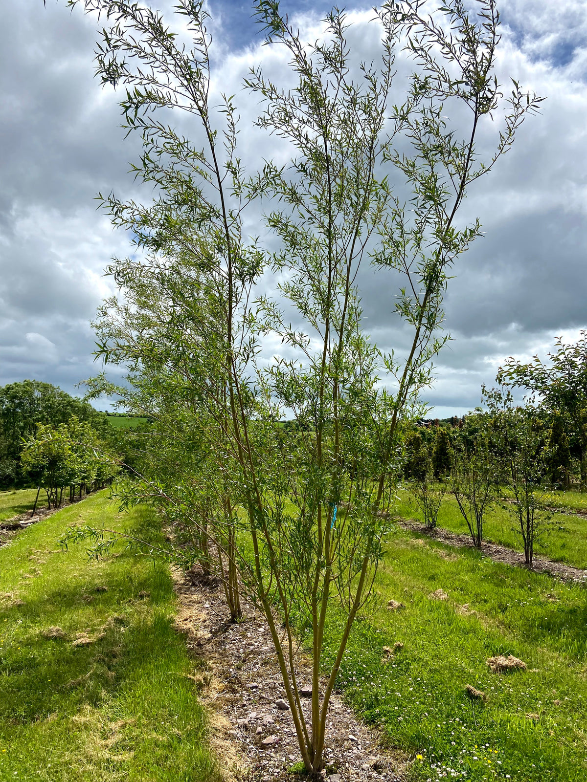 Salix alba 'Chermesina' - Scarlet Willow