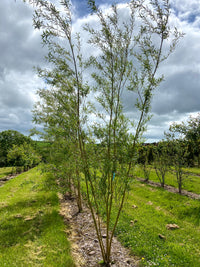 Salix alba 'Chermesina' - Scarlet Willow