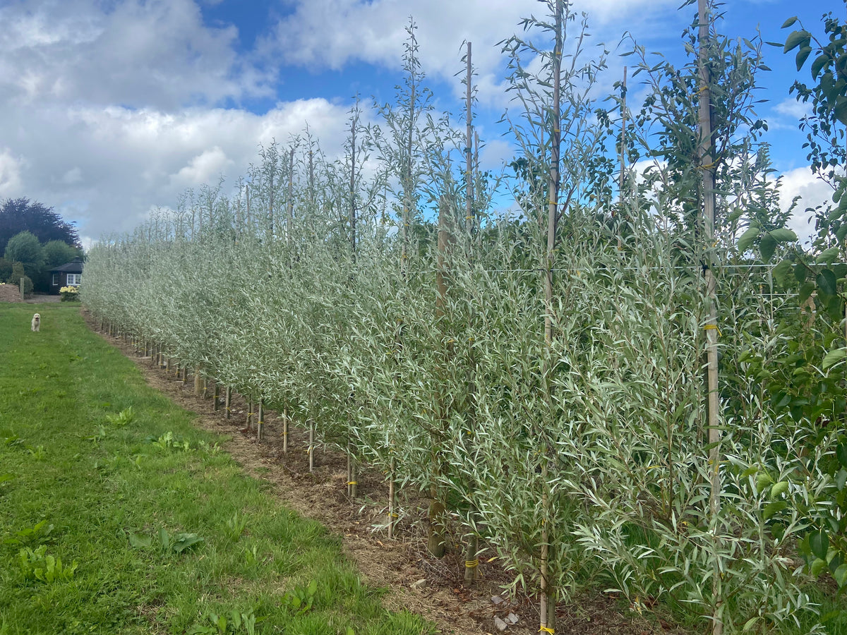 Salix alba 'Sericea' - Silver Willow