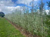 Salix alba 'Sericea' - Silver Willow