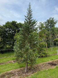 Sequoiadendron giganteum 'Glaucum' - Blue Giant Redwood