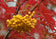 files/Sorbus-aucuparia-Joseph-Rock-800x560.jpg