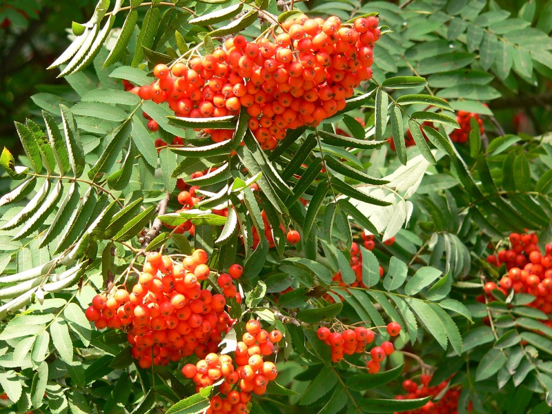 Sorbus aucuparia 'Sheerwater Seedling' - Upright Rowan/Mountain Ash