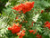 files/Sorbus-aucuparia-Sheerwater-Seedling.jpg