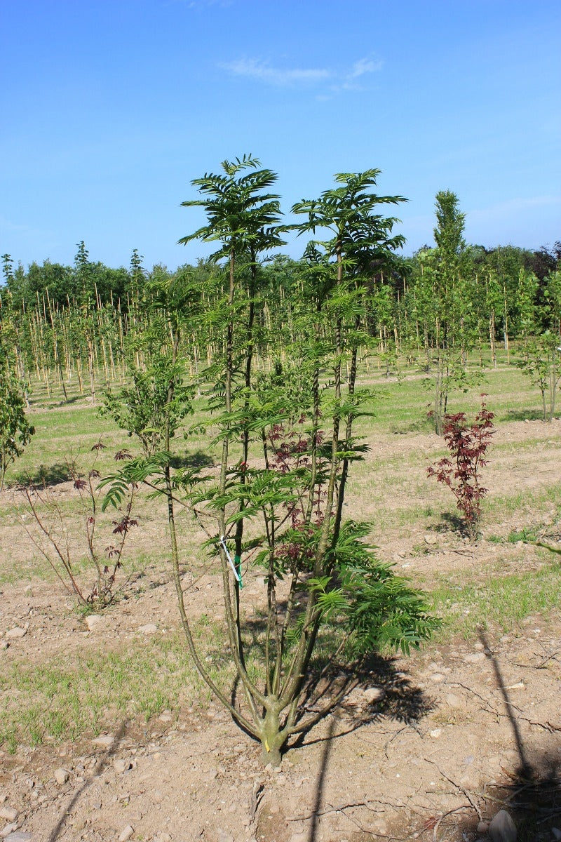 Sorbus 'Dodong' - Rowan 'Olympic Flame'