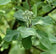 files/Sorbus_Aria_Lutscens-224x214.jpg
