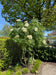 files/Sorbus_Dodong_Nangle_and_Niesen_Tree_Nursery_0002.jpg