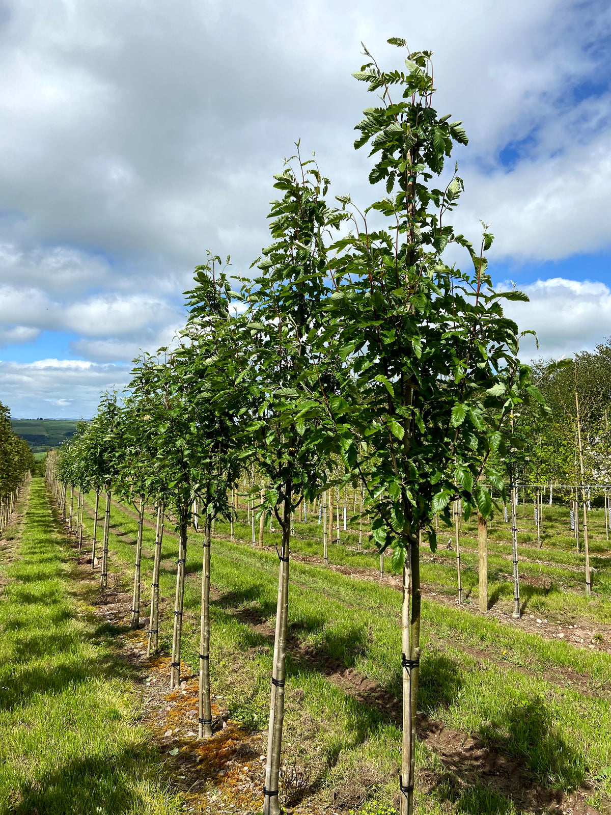 Sorbus x thuringiaca 'Fastigiata' - Lollipop Whitebeam Hybrid