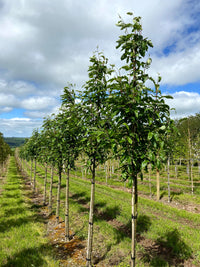 Sorbus x thuringiaca 'Fastigiata' - Lollipop Whitebeam Hybrid