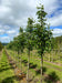 files/Sorbus_thuringiaca_Fastigiata_Nangle_and_Niesen_Tree_Nursery_0001.jpg