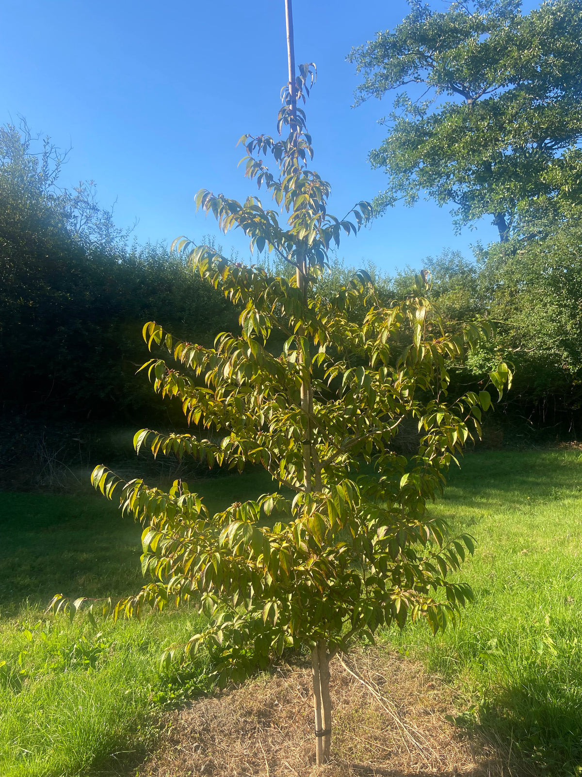 Stewartia pseudocamellia 'Koreana' - Korean Stewartia