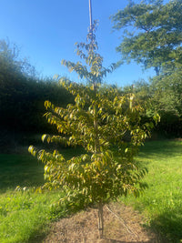 Stewartia pseudocamellia 'Koreana' - Korean Stewartia