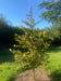 files/Stewartia_pseudocamellia_Koreana_Nangle_and_Niesen_Tree_Nursery_0001.jpg