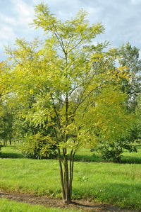 Styphnolobium japonicum 'Regent' - Japanese Pagoda 'Regent'