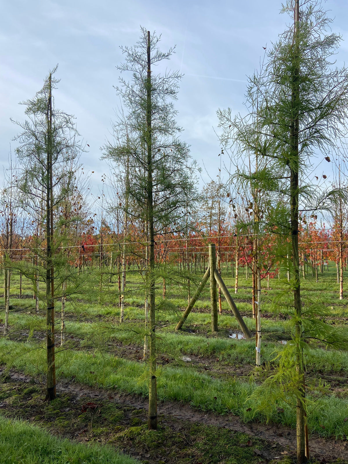 Taxodium distichum var. imbricatum - Pond Cypress