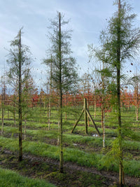 Taxodium distichum var. imbricatum - Pond Cypress