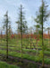 files/Taxodium_distichum_Imbricatum_Nangle_and_Niesen_Tree_Nursery_0001.jpg