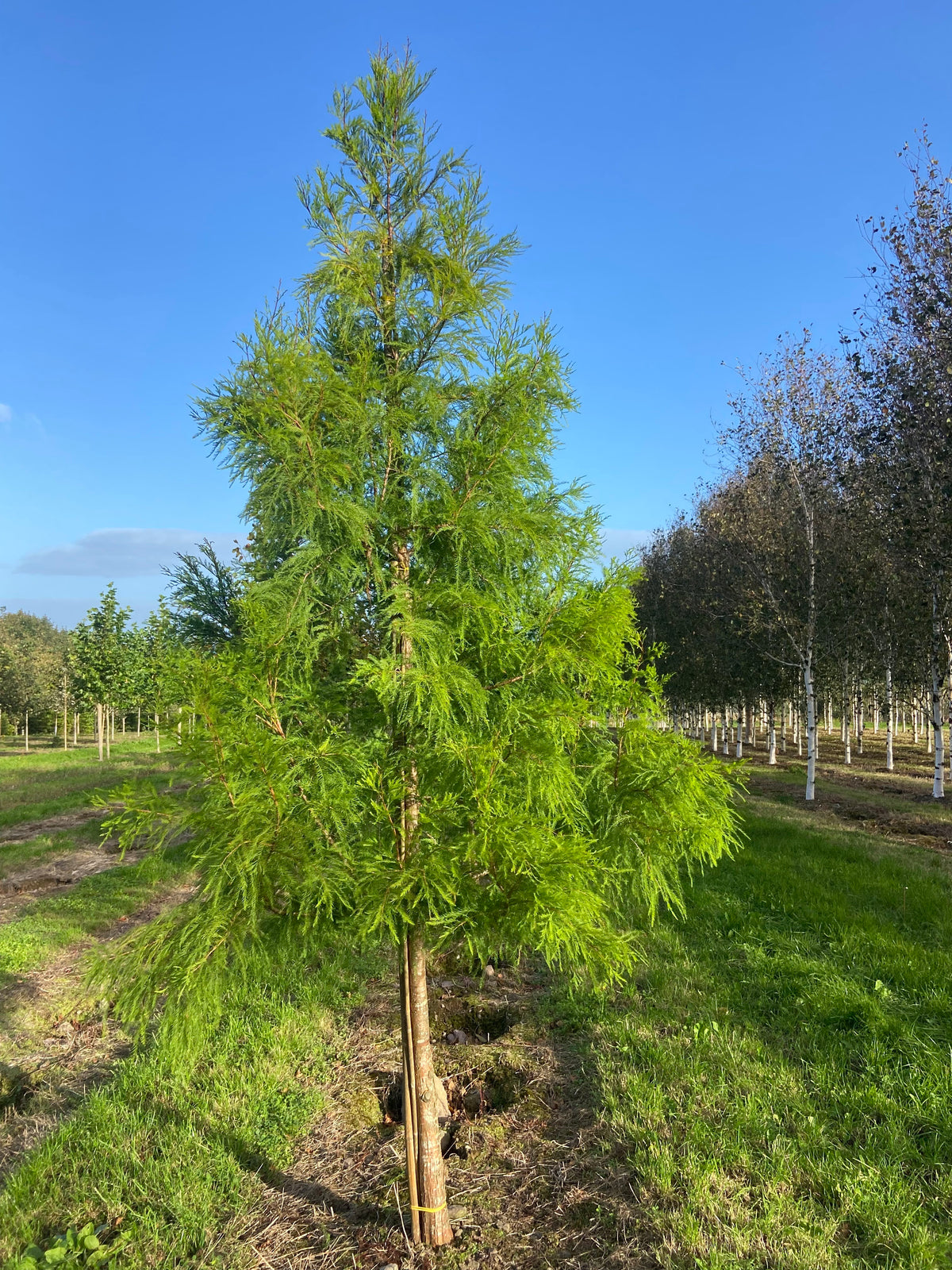 Taxodium distichum 'Shawnee Brave' - Bald Cypress 'Shawnee Brave'