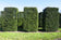 files/Taxus-bacatta-Hedging-1280x960.jpg