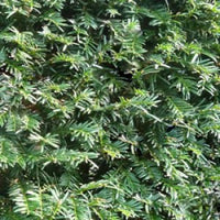 Taxus baccata 'David' - Upright English Yew