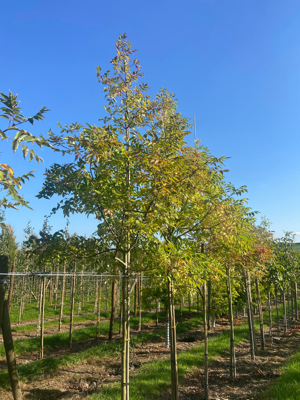 Tetradium daniellii - Bee-bee Tree
