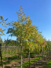 Tetradium daniellii - Bee-bee Tree