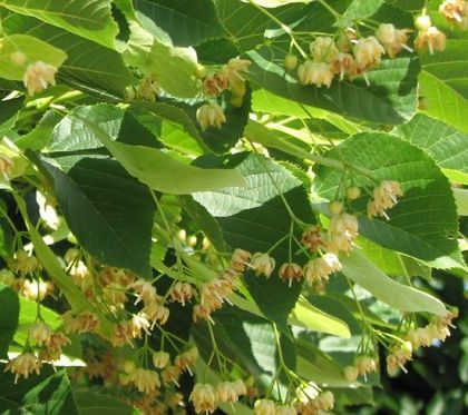Tilia americana 'Nova' - American Lime 'Nova'