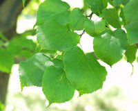 Tilia cordata 'Greenspire' - Small-leaf Lime 'Greenspire'