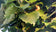 files/Tilia-cordata-Rancho.jpg