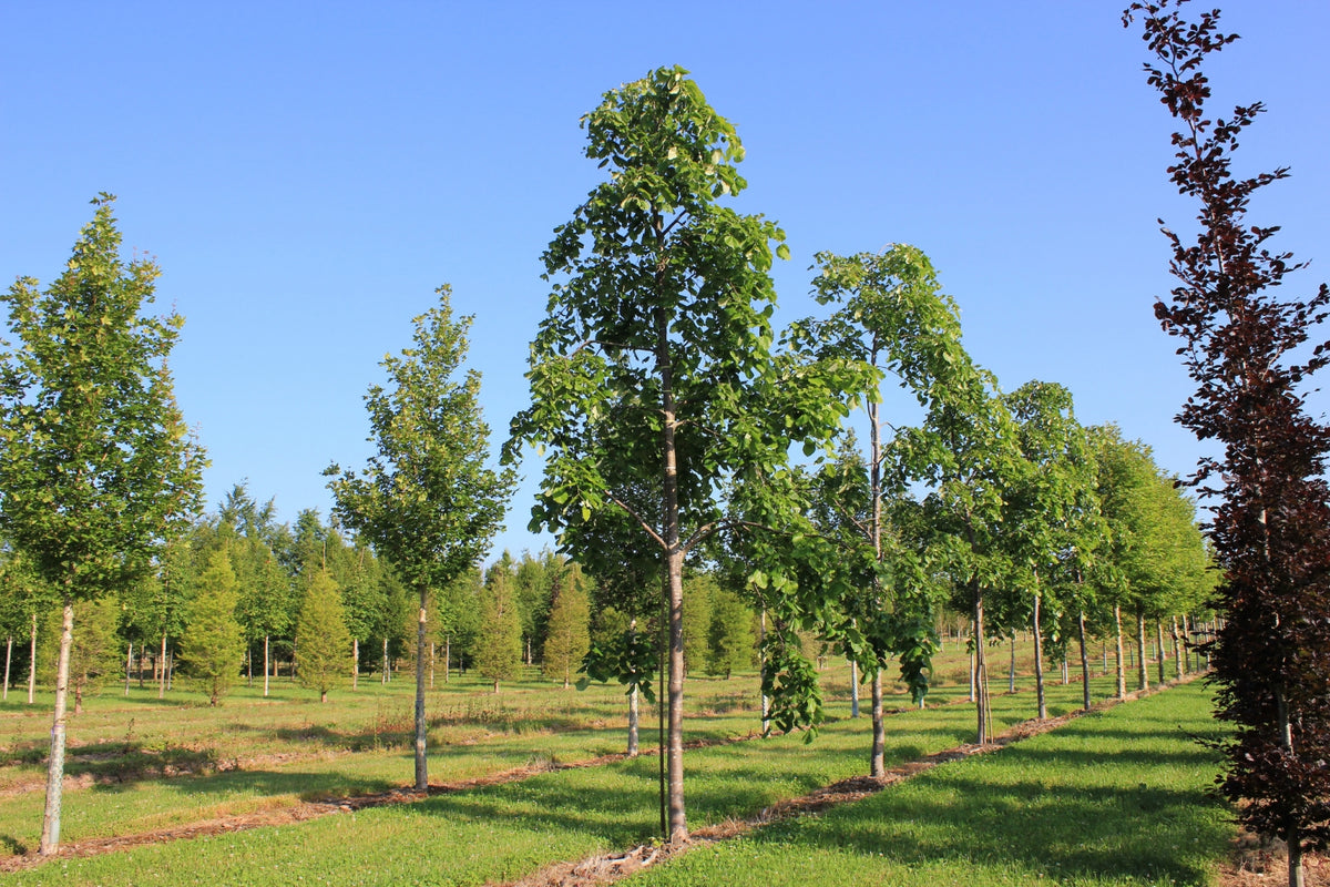 Tilia petiolaris - Weeping Lime
