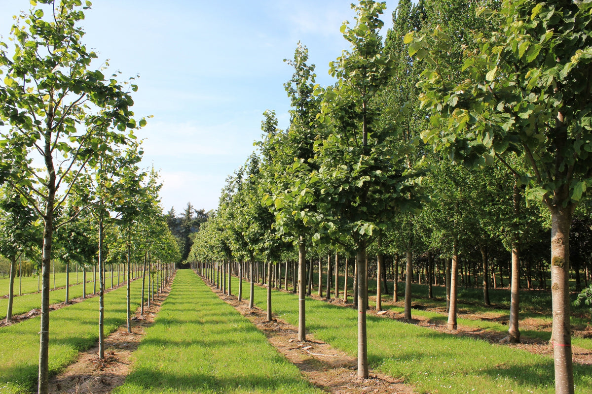 Tilia tomentosa 'Brabant' - Silver Lime 'Brabant'