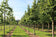 files/Tilia-tomentosa-Brabant-1536x1022.jpg