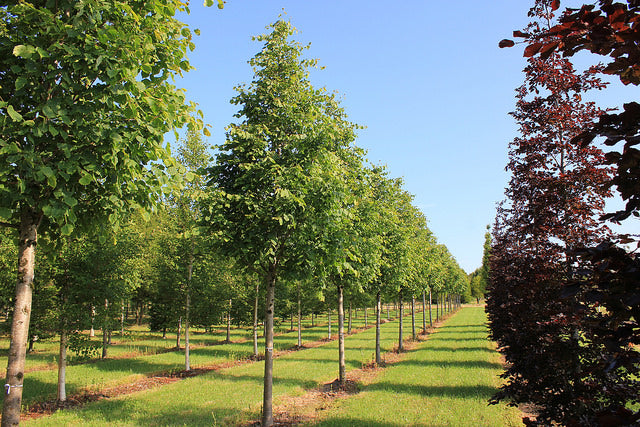 Tilia x europaea 'Pallida' - Common Lime 'Pallida'