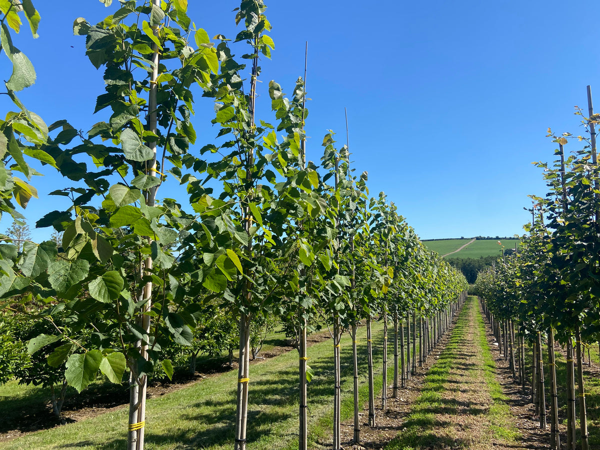 Tilia americana 'American Sentry' - American Lime 'American Sentry'