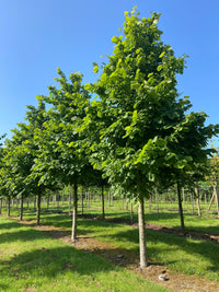 Tilia americana 'Redmond' - American Lime 'Redmond'