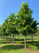 files/Tilia_americana_Redmond_Nangle_and_Niesen_Tree_Nursery_0005.jpg
