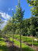 files/Tilia_cordata_Roelvo_Nangle_and_Niesen_Tree_Nursery_0003.jpg