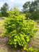 files/Tilia_cordata_Winter_Orange_Nangle_and_Niesen_Tree_Nursery_0009.jpg