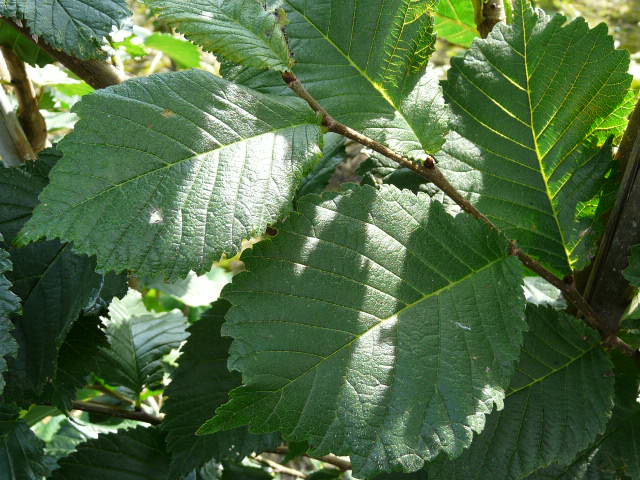 Ulmus 'Dodoens' - Upright Elm 'Dodoens' (Dutch Cultivar)