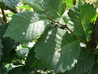 Ulmus 'Dodoens' - Upright Elm 'Dodoens' (Dutch Cultivar)