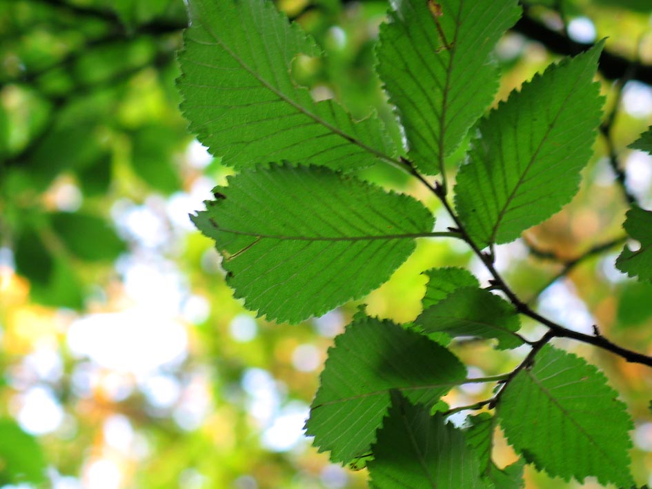Ulmus 'Lobel' - Lobel Elm (Dutch Cultivar)