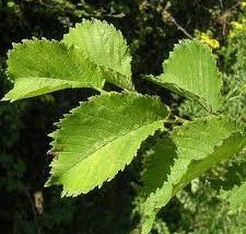 Ulmus Lutèce - Nanguen Elm