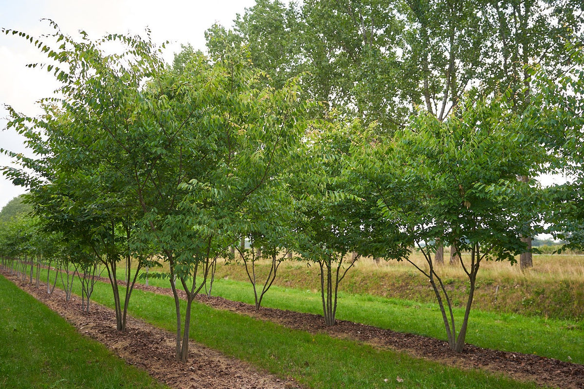 Zelkova serrata - Japanese Zelkova (Elm Type)