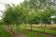 files/Zelkova_serrata_Nangle_and_Niesen_Tree_Nursery_0001.jpg