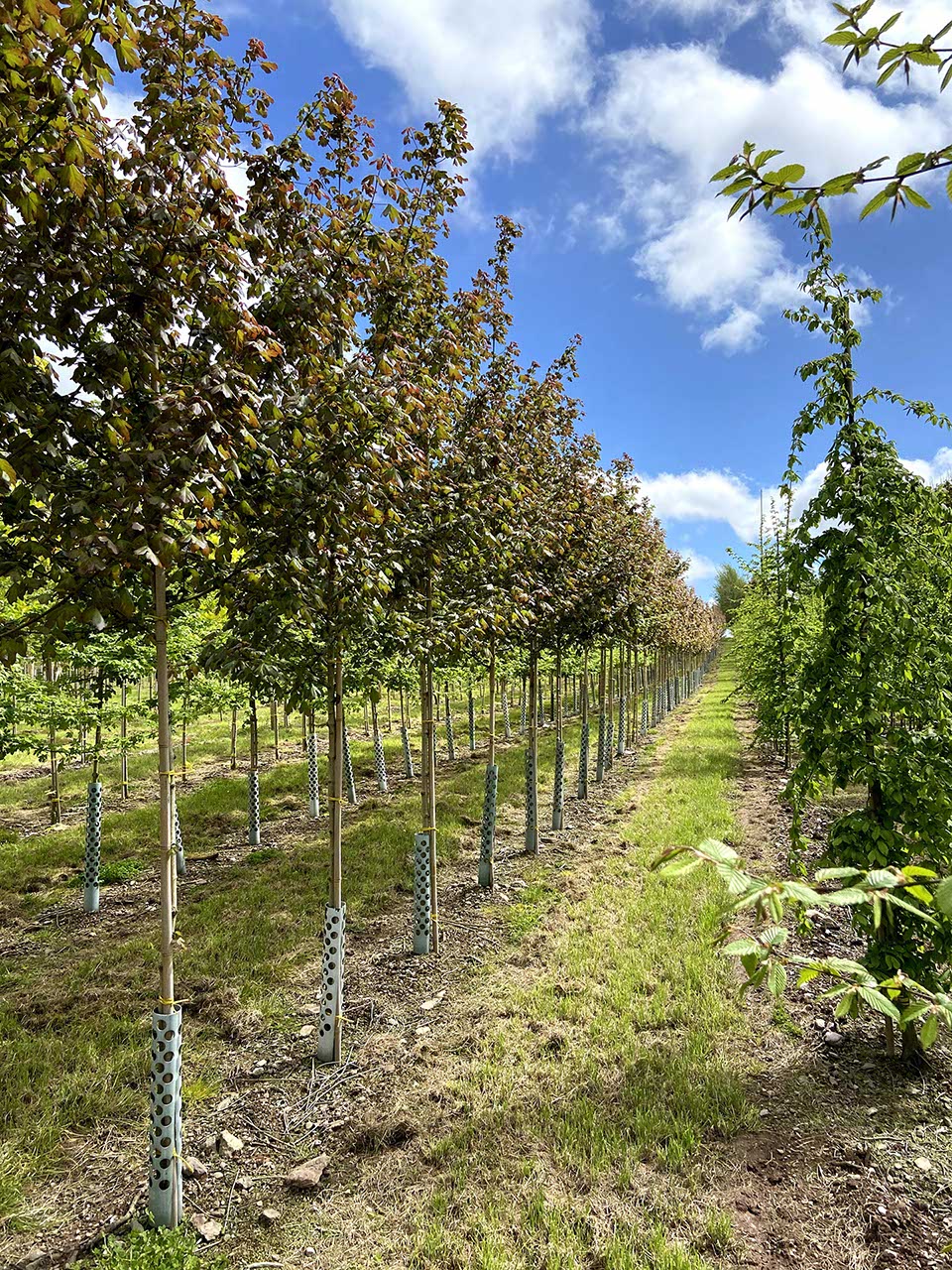 Acer campestre 'Red Shine' - Field Maple
