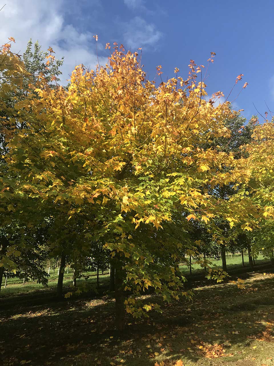 Acer cappadocicum 'Aureum' - Golden Cappadocian Maple