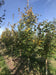 files/acer-cappadocicum-rubrum-4.jpg
