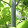 files/acer-davidii-viper-bark.jpg