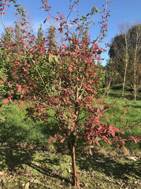 Acer griseum - Paperbark Maple